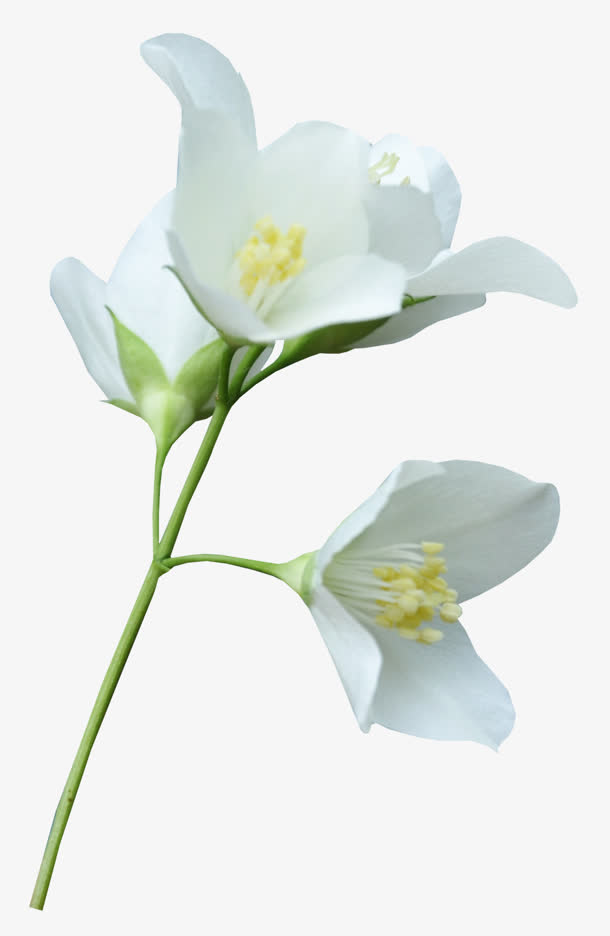 高清白色百合花PNG透明图片，精美植物摄影素材，设计装饰必备之选