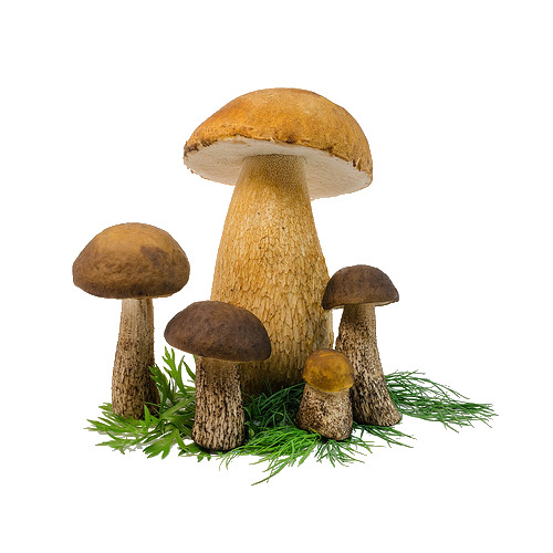 蘑菇草PNG透明素材，高清动植物元素，设计必备，免费下载
