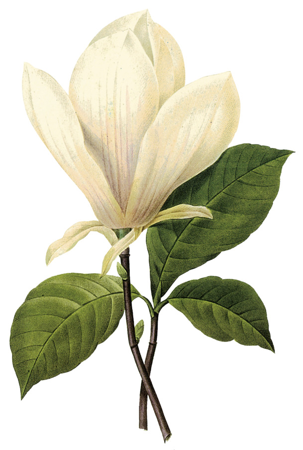 白玉兰花PNG透明图，高清植物装饰元素，设计素材免费下载