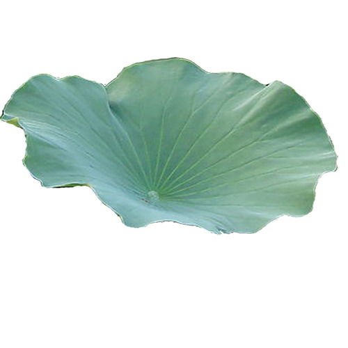 荷叶大朵绿植PNG透明图，绿色高清装饰元素，设计素材下载