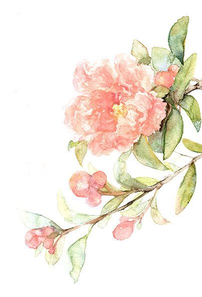 唯美古风PNG水彩插画，高清透明植物图片，设计素材免费下载