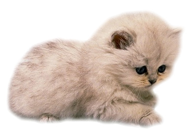 小奶猫透明PNG图片，高清装饰元素，动物设计素材免费下载