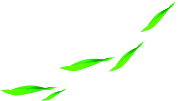 端午节高清PNG绿叶漂浮元素，五月五节日设计素材免费下载