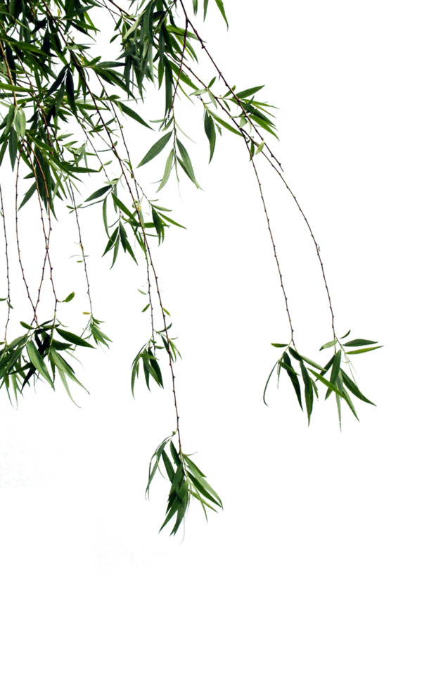 杨柳柳絮高清PNG，透明动植物素材，创意植物图片设计下载