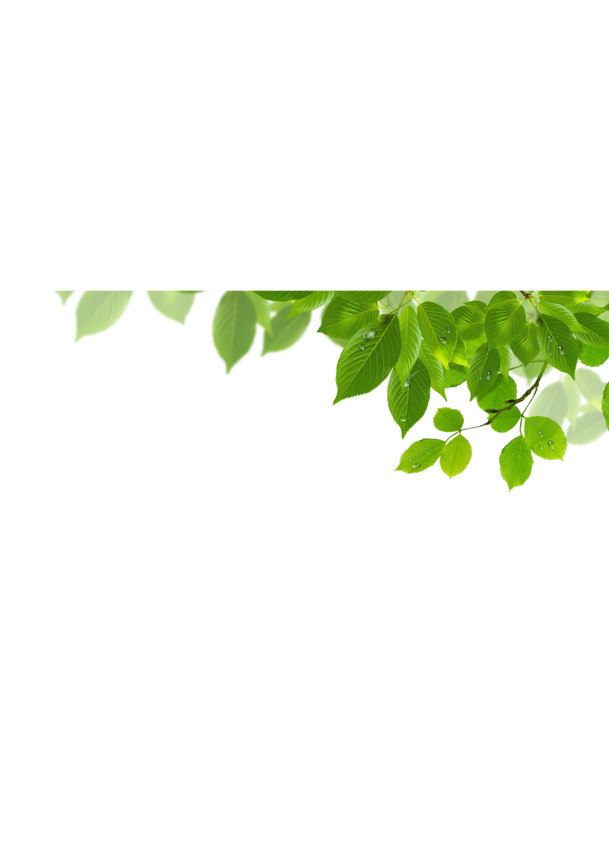 树叶边角装饰PNG透明图，动植物元素设计素材下载