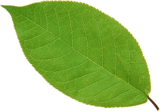 茶叶高清PNG素材，透明装饰元素，植物图片设计下载
