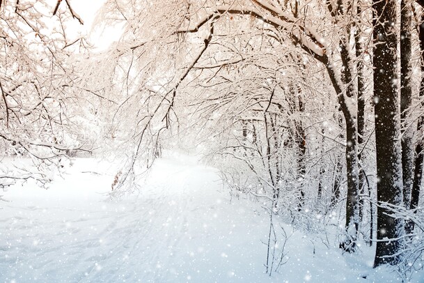 梦幻雪景，树枝缀雪高清PNG透明背景，摄影风景图片设计素材下载