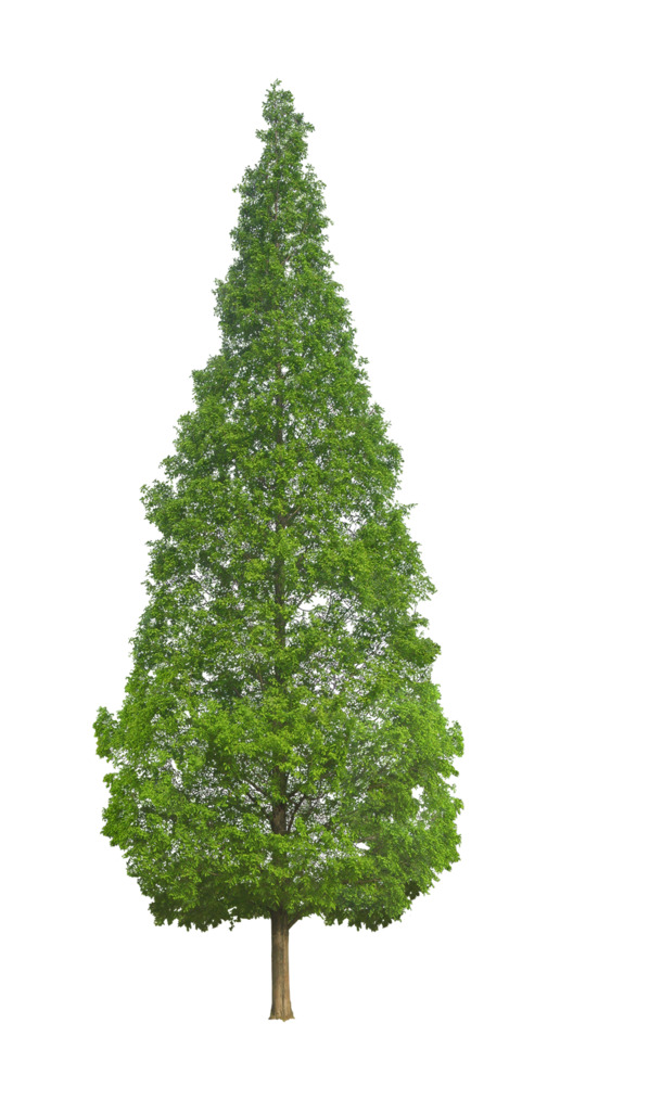 松柏绿植PNG透明图，动植物元素设计素材高清下载