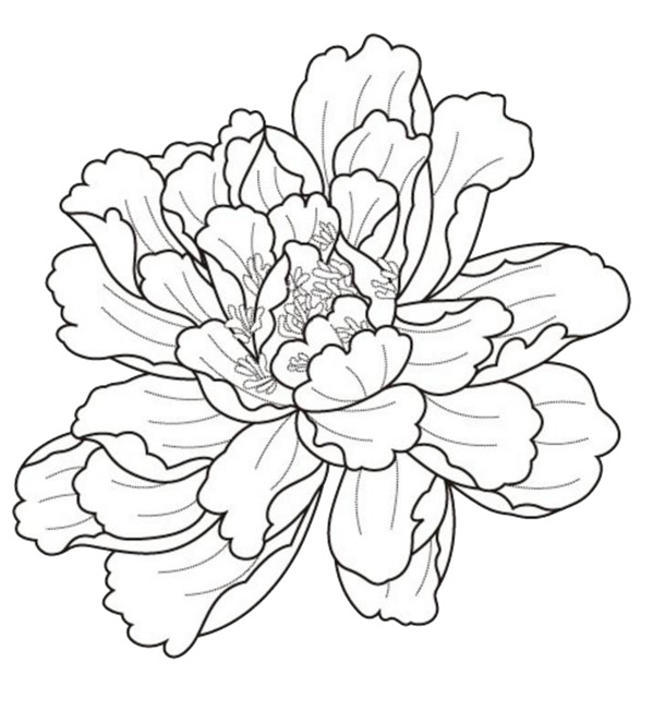 高清PNG透明牡丹花手绘勾线图，精美装饰元素，设计素材免费下载