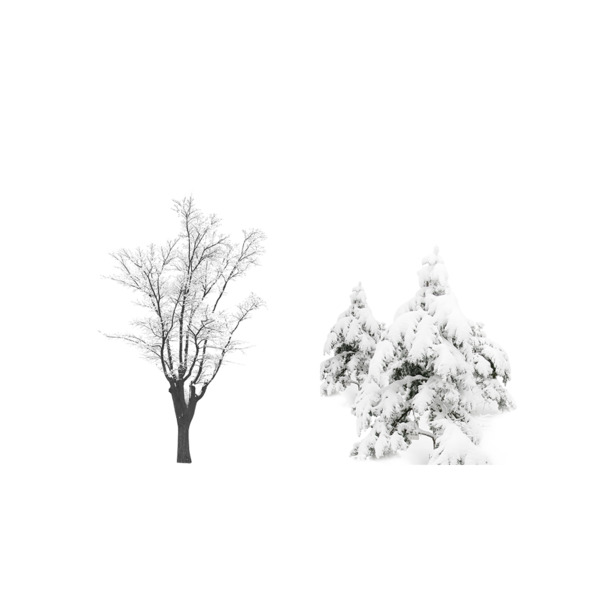 雪后圣诞树矢量PNG透明图，高清PSD设计素材，节日元素下载