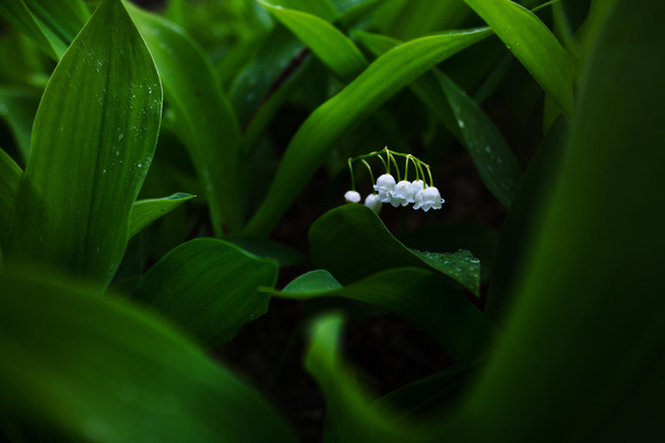 美丽绿植桌面高清PNG素材，透明背景，风景摄影，设计必备