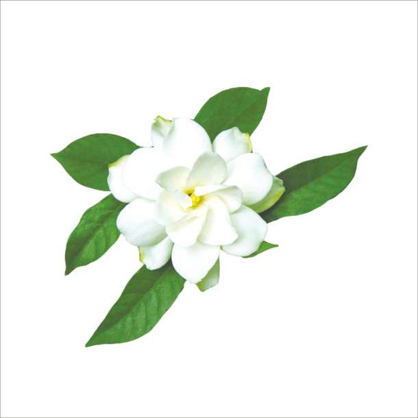 茉莉花PNG透明图片，高清装饰元素，植物设计素材下载