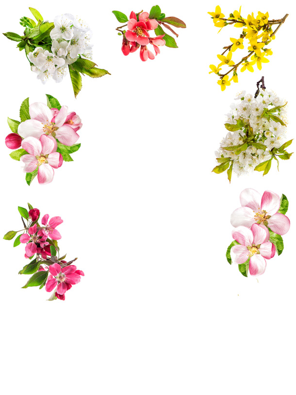 高清PNG透明鲜花植物素材，精美装饰元素，设计下载必备