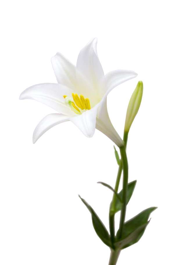 白色百合花卉绽放，唯美PNG透明图片，植物设计元素精选下载