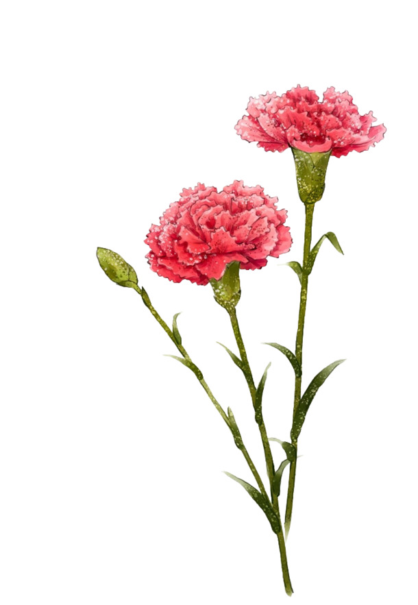 康乃馨PNG透明图片，母爱花卉装饰素材，高清下载