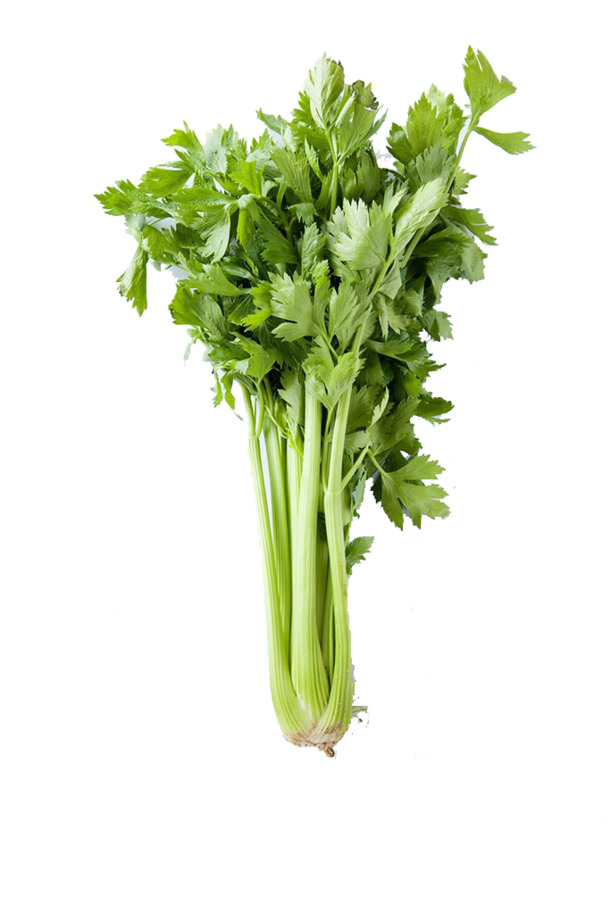 美丽大芹菜PNG透明图片，高清装饰元素，植物设计素材下载