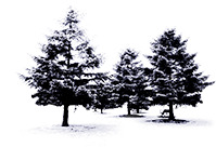 圣诞节高清PNG透明图片，冬季雪树海报背景，节日元素设计素材下载