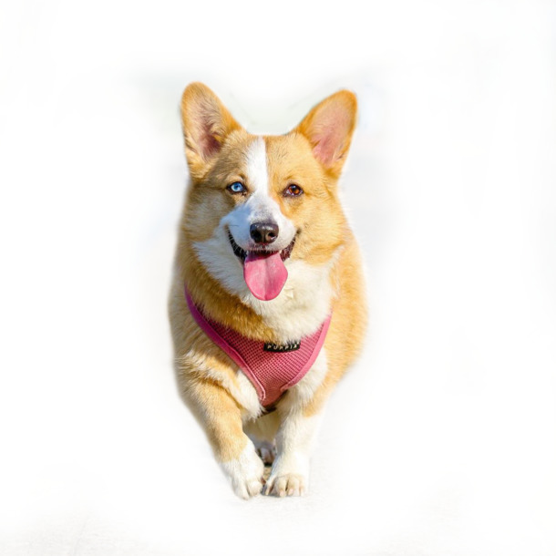 柯基犬PNG透明图片，动植物元素设计素材，高清下载
