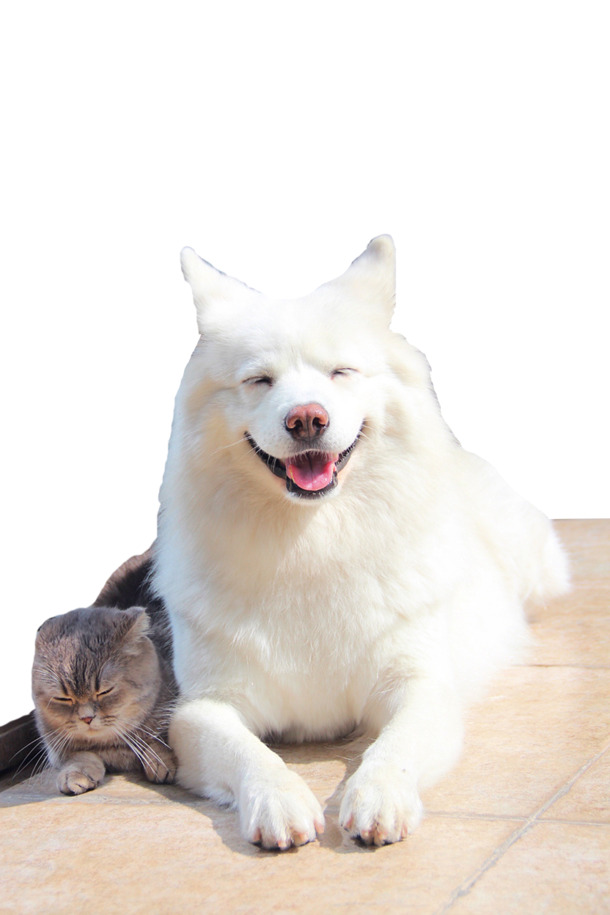 闭眼笑犬PNG透明图，动物装饰PSD设计素材免费下载
