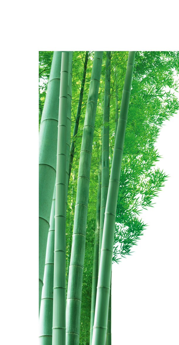 竹子背景素材，高清PNG透明图片，精美植物装饰元素，设计素材免费下载