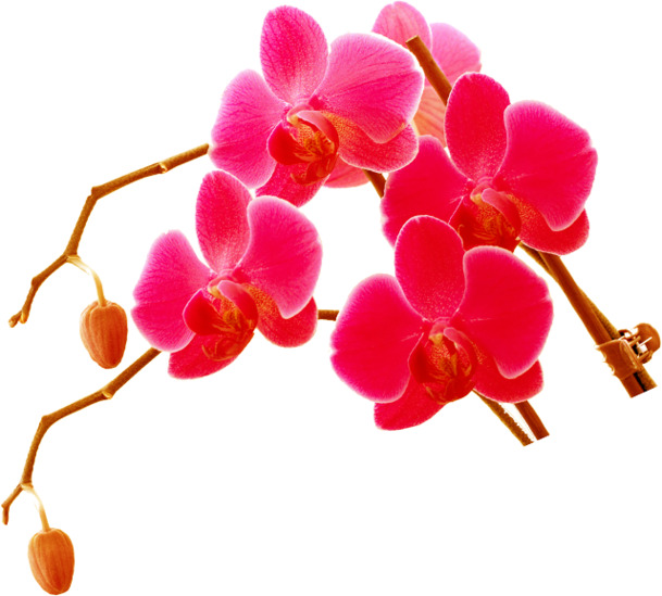 粉色蝴蝶兰PNG透明图，七夕情人节专属元素，高清素材免费下载