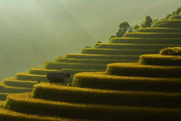 茶园美景高清PNG背景图，绿色平整，透明元素，风景摄影素材下载