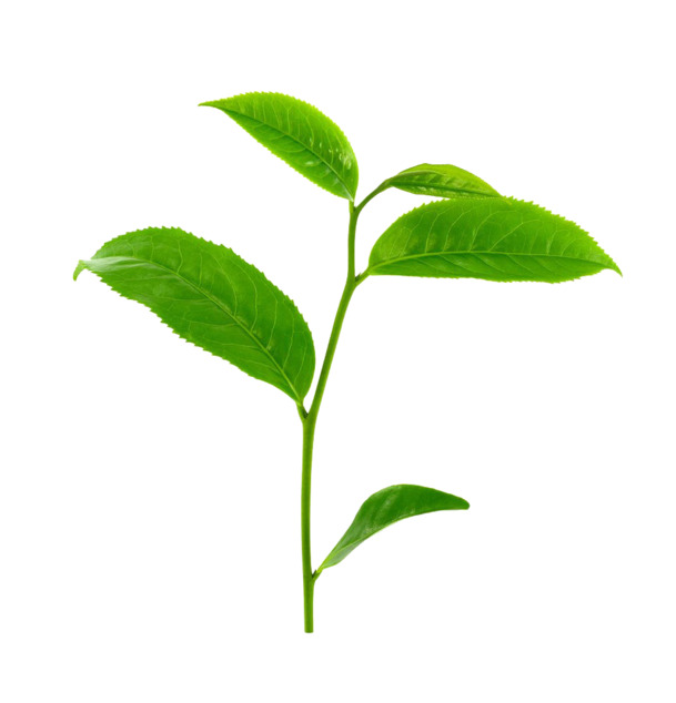 嫩茶高清PNG素材，动植物元素透明图片，免费下载设计资源