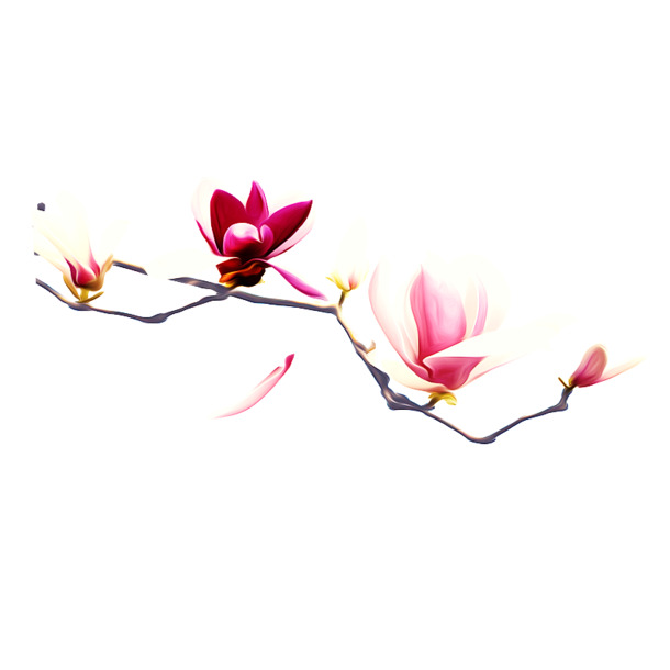 兰花PNG透明图片，高清装饰元素，植物设计素材免费下载