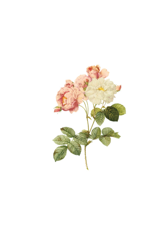 玫瑰手绘写实鲜花PNG透明图，动植物元素丰富，PSD设计素材免费下载