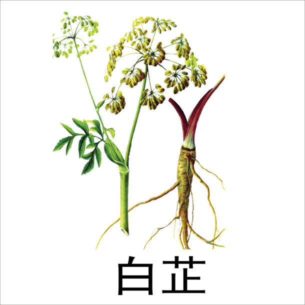 白芷PNG透明图，动植物元素植物设计素材高清下载