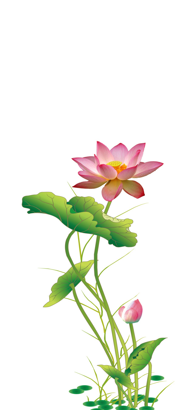 高清荷花PNG透明背景图，植物装饰元素，设计素材免费下载