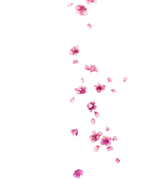 高清透明PNG梅花飘落素材，漂浮花瓣图片，免费下载