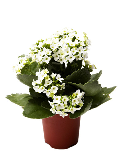 高清白色盆花PNG透明图，动植物元素，精美植物图片设计素材下载