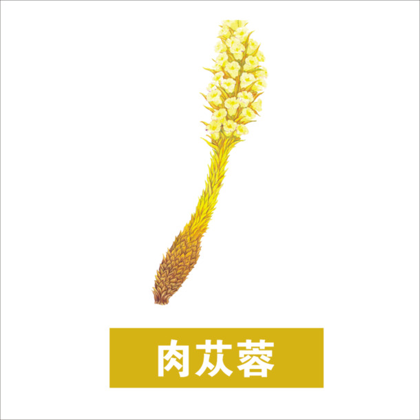 草药PNG透明图集，动植物元素丰富，高清设计素材下载