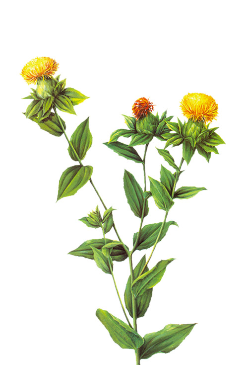 中药红花PNG透明图，动植物元素设计素材，高清下载