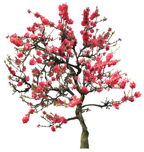 红色花朵立面树PNG透明高清素材，漂浮花瓣设计元素，免费下载