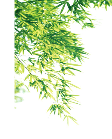 端午节绿色竹叶树枝PNG透明图片，高清设计素材免费下载