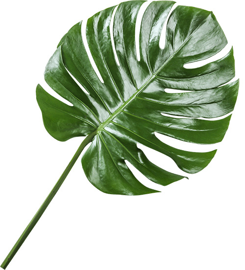 热带绿叶植物PNG透明图，高清动植物元素，设计素材下载