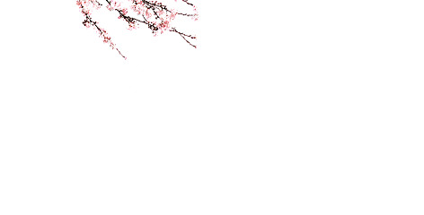 枝头梅花绽放，高清PNG透明素材，花瓣漂浮元素，免费下载