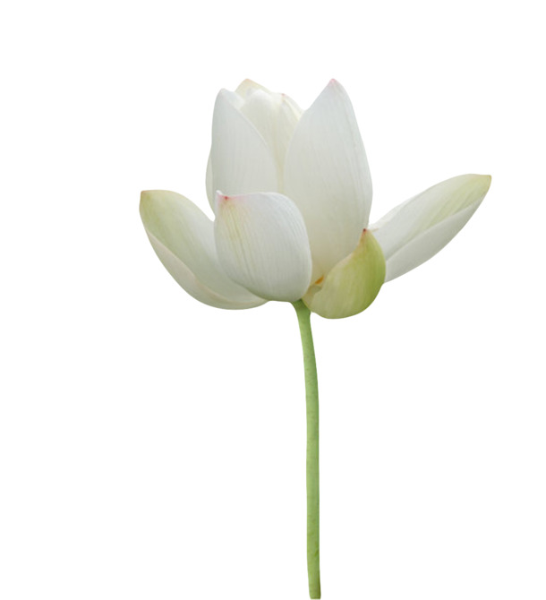印度国花水芙蓉高清PNG透明图，纯洁白色花瓣漂浮元素设计素材