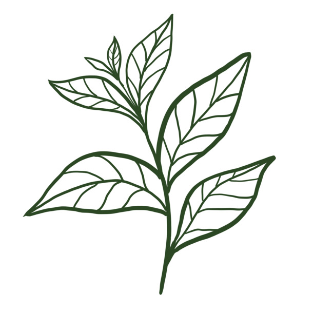 乌龙茶叶手绘PNG透明图，动植物元素设计素材高清下载