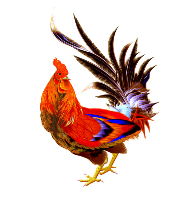 逼真水彩公鸡矢量图，高清PNG透明版，动植物元素丰富，EPS格式设计素材下载