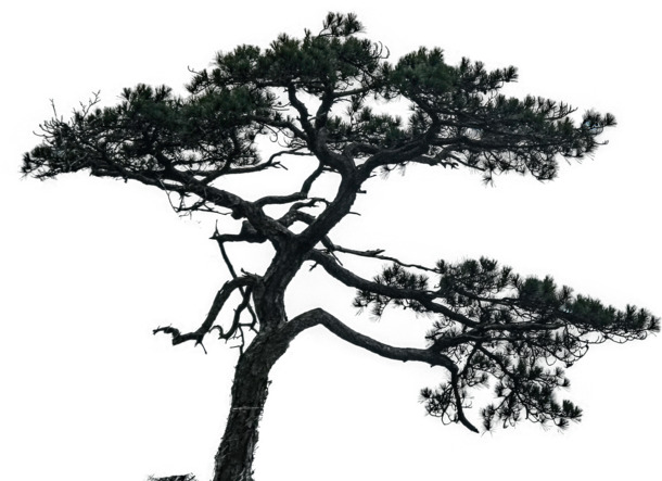 山顶松树PNG透明图，动植物元素，高清植物图片素材下载