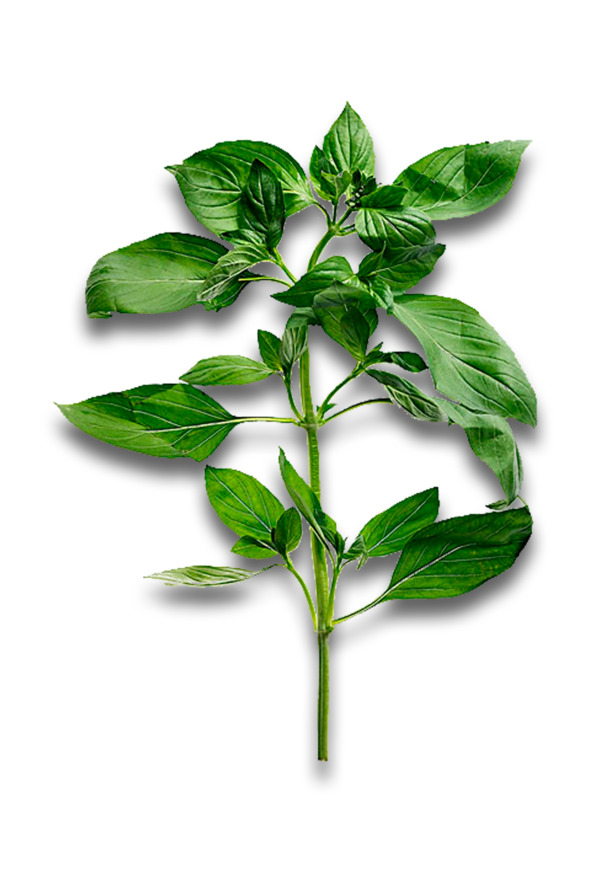 辣椒苗枝叶高清PNG，透明动植物元素，设计素材免费下载