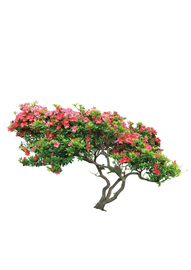 花树透明PNG素材，高清漂浮花瓣图片，设计元素免费下载
