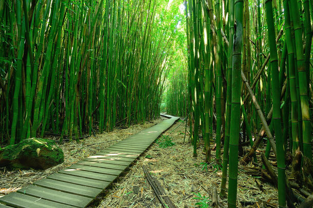 清晨竹林小径高清PNG透明背景，摄影美景素材下载
