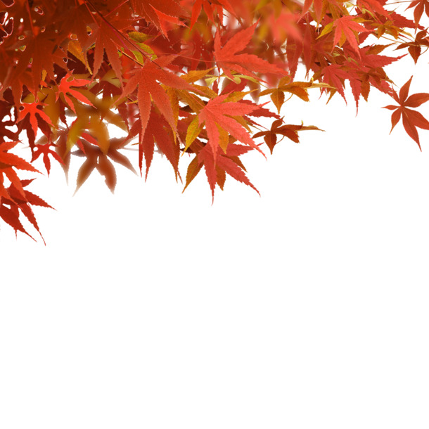 高清红色枫叶PNG素材，透明动植物元素，免费下载设计资源