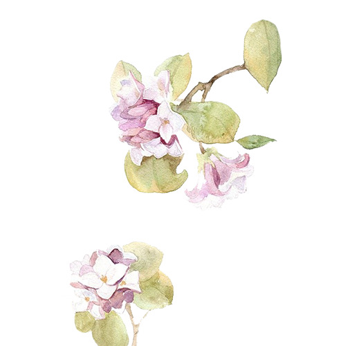 手绘粉色花朵PNG透明素材，高清花瓣漂浮元素，设计必备，免费下载