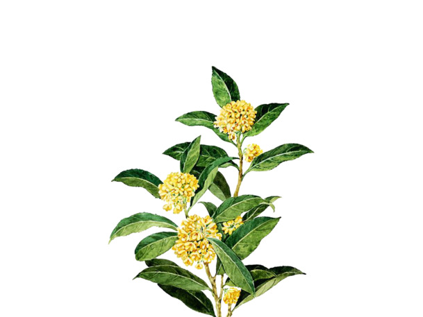 桂花花瓣高清PNG透明图，植物装饰元素，设计素材免费下载