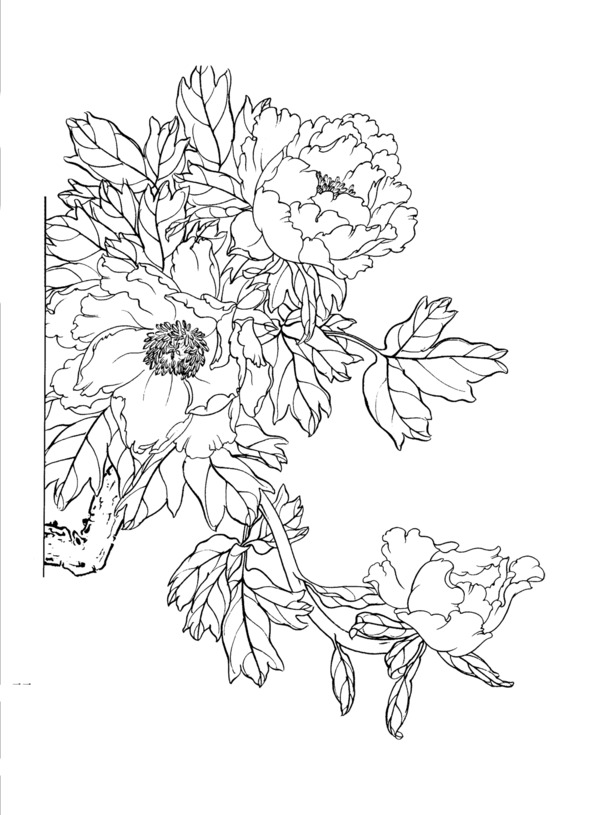 牡丹花线稿白描PNG透明图，高清装饰元素，设计素材下载